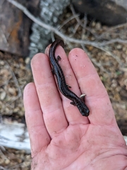 Batrachoseps pacificus