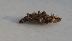 Canephora hirsuta