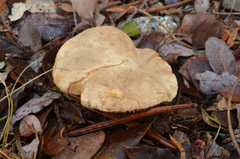Lactarius pallidiolivaceus