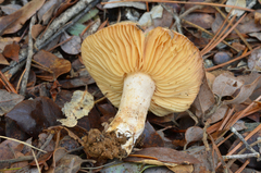 Lactarius pallidiolivaceus