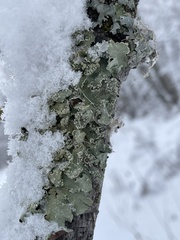 Punctelia caseana