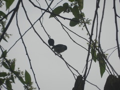 Polioptila bilineata