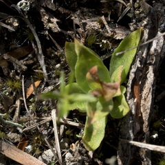 Pterostylis tasmanica
