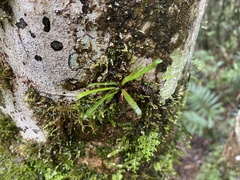 Oreogrammitis subnervosa