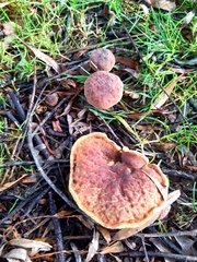 Hortiboletus bubalinus