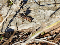 Melanoplus ponderosus