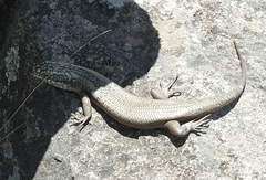 Egernia striolata