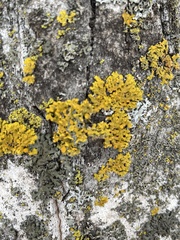 Xanthomendoza ulophyllodes