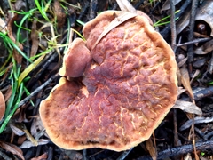 Hortiboletus bubalinus