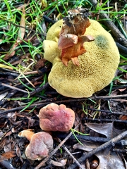 Hortiboletus bubalinus