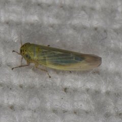 Macrosteles quadrilineatus