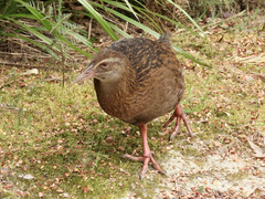 Gallirallus australis australis