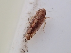 Osbornellus borealis