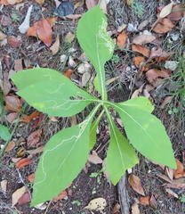 Verbesina virginica