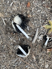 Coprinus comatus