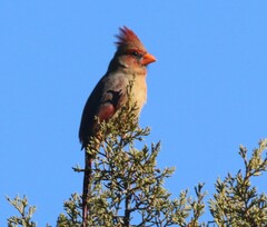 Cardinalis cardinalis superbus