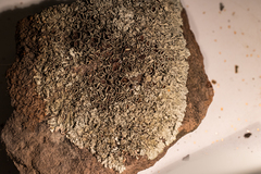 Xanthoparmelia lineola