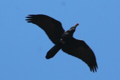 Corvus cryptoleucus