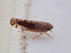 Osbornellus borealis