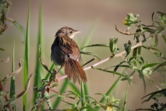 Cincloramphus timoriensis