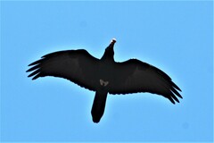 Corvus cryptoleucus