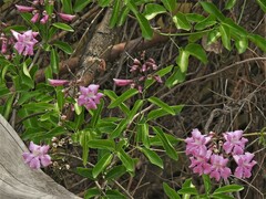 Tanaecium dichotomum