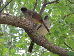 Pterorhinus perspicillatus