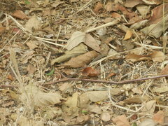 Stenocercus iridescens