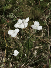 Libertia
