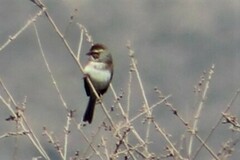 Zonotrichia leucophrys