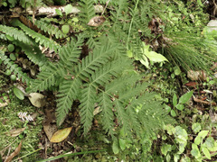 Leptopteris hymenophylloides