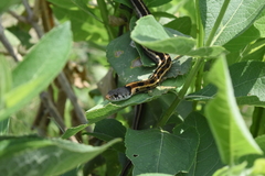 Thamnophis cyrtopsis collaris