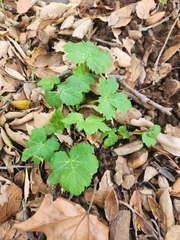 Sanicula crassicaulis