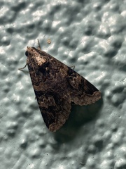 Melipotis famelica