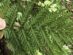 Leptopteris hymenophylloides