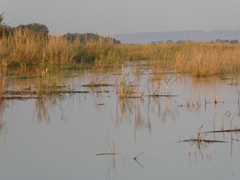 Phragmites mauritianus