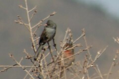 Spizella atrogularis