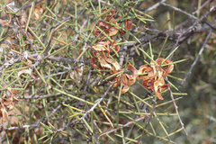 Acacia colletioides