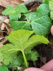 Sanicula crassicaulis