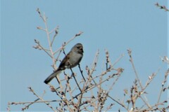 Spizella atrogularis