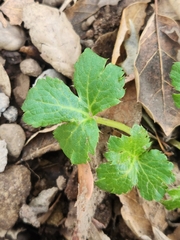 Sanicula crassicaulis