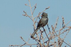 Spizella atrogularis