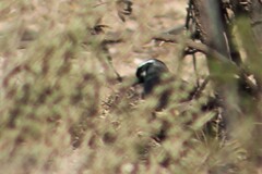 Amphispiza bilineata