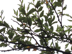 Nothofagus solandri