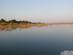 Phragmites mauritianus