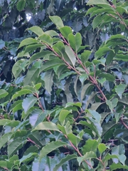 Prunus lusitanica hixa
