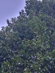Prunus lusitanica hixa