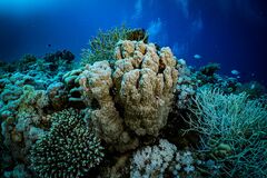 Porites rus