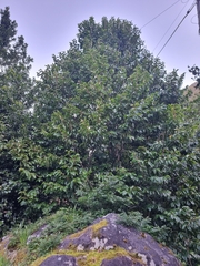 Prunus lusitanica hixa