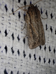 Persectania dyscrita